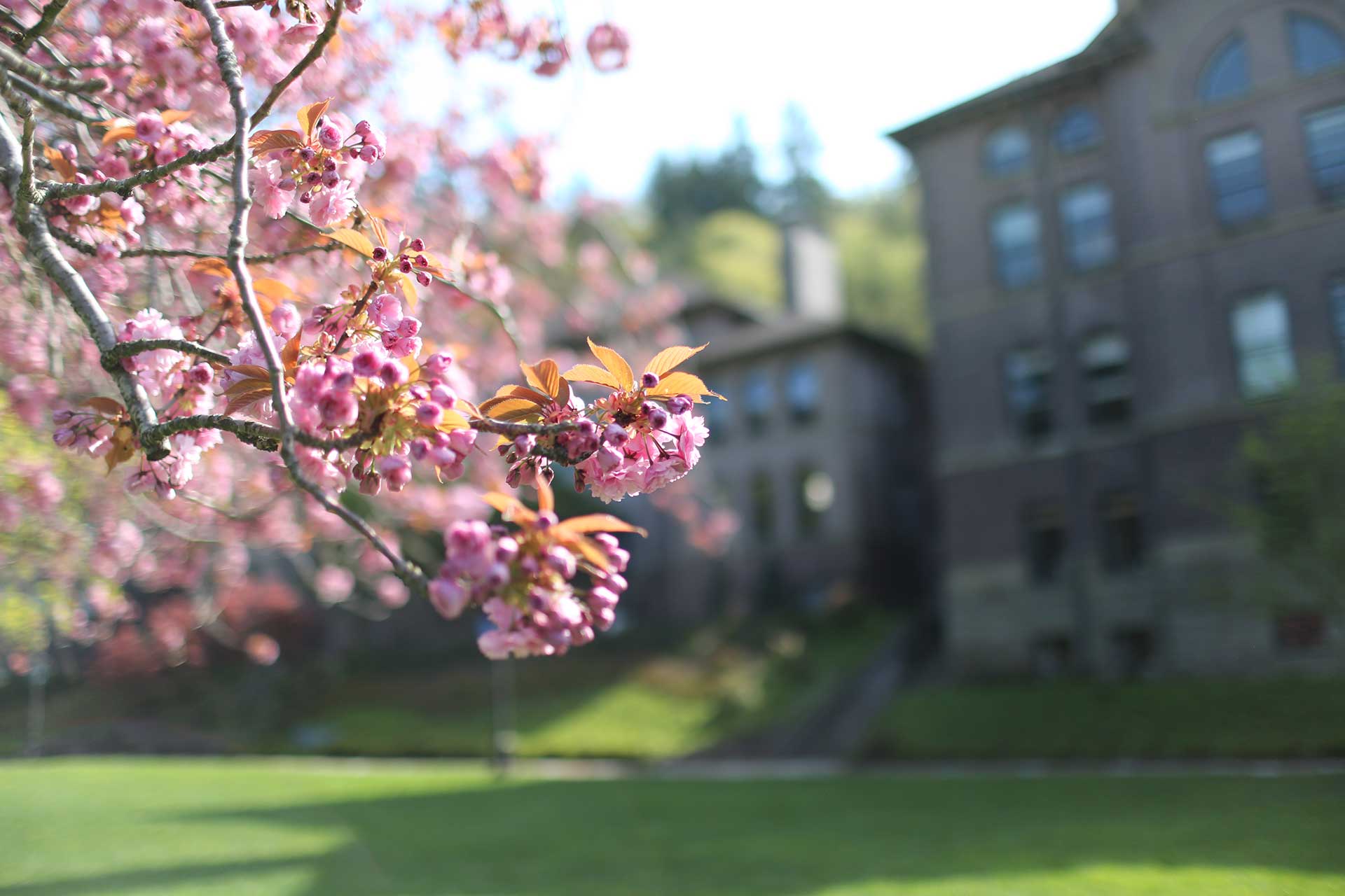 Cherry blossoms in the foreground, a nicely landscaped campus in the background